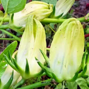 Live Roselle Hibiscus Plant, Hibiscus Sabdariffa, 6-12 Inch Tall, Fresh Jamaican Sorrel Hibiscus Flowers, In 4-Inch Pot for Your Garden