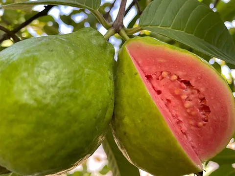 Ruby Supreme red Guava Tree