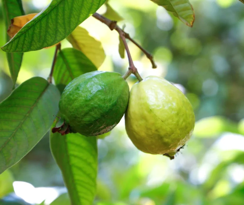 Ruby Supreme' Guava Tree