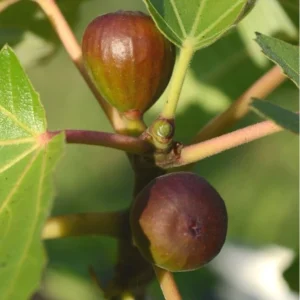 Black Mission Fig