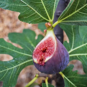 Ficuscarica Chicago hardy fig