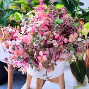 Callisia Repens Live Plant, Callisia Repens Sedum Turtle Vine 4 Inches Potted, Turtle Vine Succulent, Tradescantia Pink Live Plant