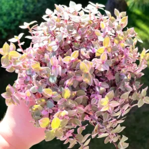 Callisia Repens Live Plant, Callisia Repens Sedum Turtle Vine 4 Inches Potted, Turtle Vine Succulent, Tradescantia Pink Live Plant