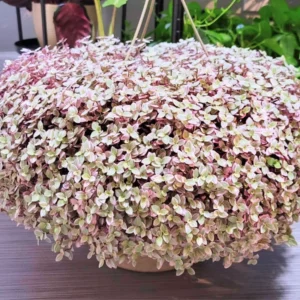 Callisia Repens Live Plant, Callisia Repens Sedum Turtle Vine 4 Inches Potted, Turtle Vine Succulent, Tradescantia Pink Live Plant