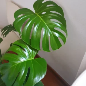 Monstera Plant Live, House Plant Indoors Live In 4 Inches Pot, Miniature House Plant