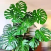 Monstera Plant Live, House Plant Indoors Live In 4 Inches Pot, Miniature House Plant