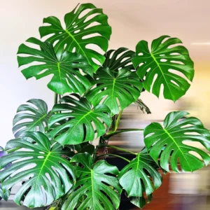 Monstera Plant Live, House Plant Indoors Live In 4 Inches Pot, Miniature House Plant