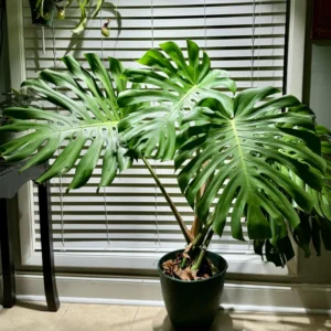 Monstera Plant Live, House Plant Indoors Live In 4 Inches Pot, Miniature House Plant