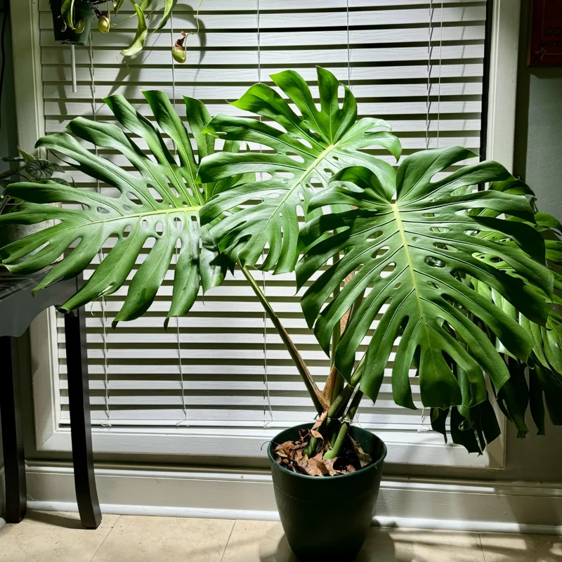 Monstera Plant Live, House Plant Indoors Live In 4 Inches Pot, Miniature House Plant