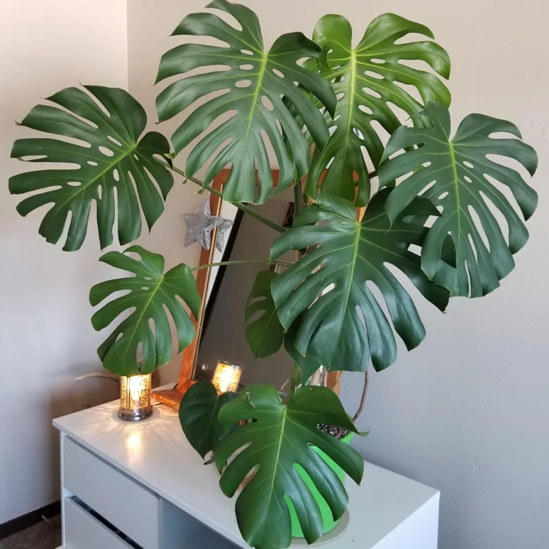 Monstera Plant Live, House Plant Indoors Live In 4 Inches Pot, Miniature House Plant