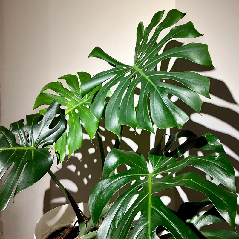 Monstera Plant Live, House Plant Indoors Live In 4 Inches Pot, Miniature House Plant