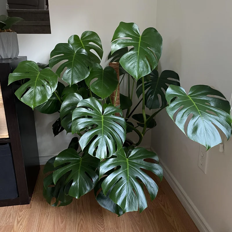 Monstera Plant Live, House Plant Indoors Live In 4 Inches Pot, Miniature House Plant