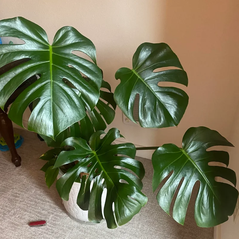 Monstera Plant Live, House Plant Indoors Live In 4 Inches Pot, Miniature House Plant