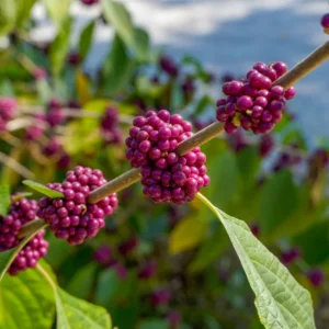 American Beautyberry Bush Plant, American Beautyberry Live Plant, American Beautyberry Shrub Dormant Tree From 10 Inches Height