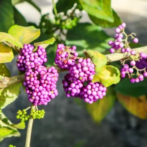 American Beautyberry Bush Plant, American Beautyberry Live Plant, American Beautyberry Shrub Dormant Tree From 10 Inches Height