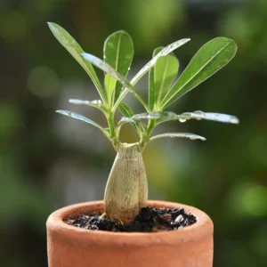 4 Desert Rose Plants Live, Desert Rose Plants Live In Flower Pot 3 To 4 Inches Tall