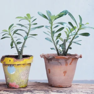 4 Desert Rose Plants Live, Desert Rose Plants Live In Flower Pot 3 To 4 Inches Tall