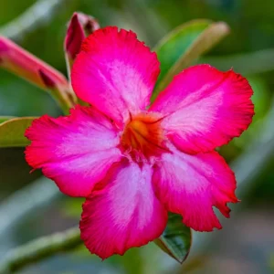 4 Desert Rose Plants Live, Desert Rose Plants Live In Flower Pot 3 To 4 Inches Tall