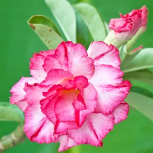 4 Desert Rose Plants Live, Desert Rose Plants Live In Flower Pot 3 To 4 Inches Tall