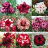4 Desert Rose Plants Live, Desert Rose Plants Live In Flower Pot 3 To 4 Inches Tall