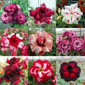 4 Desert Rose Plants Live, Desert Rose Plants Live In Flower Pot 3 To 4 Inches Tall
