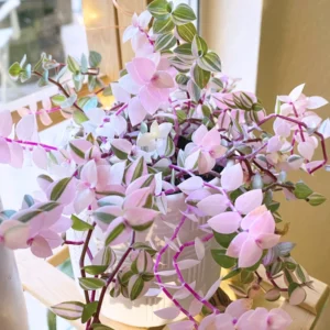 Callisia Repens Pink Plant, Turtle Vine Plant Live Potted, Pink Tradescantia Houseplants Live Plant, Turtle Vine Succulent Plant