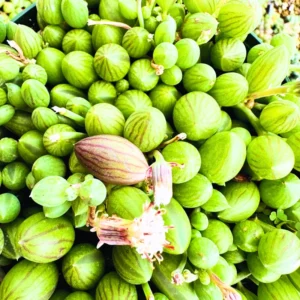 String Of Watermelon Plant Live Potted, Succulents Plant Indoor Outdoor, Trailing Succulent Plant Live