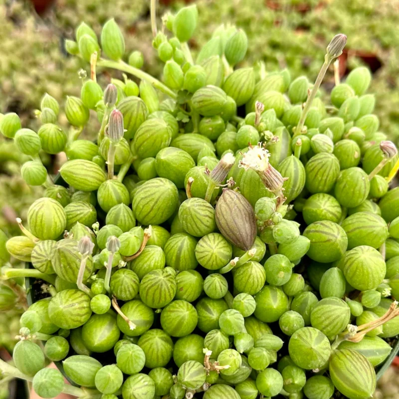 String Of Watermelon Plant Live Potted, Succulents Plant Indoor Outdoor, Trailing Succulent Plant Live