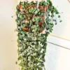 String Of Hearts Plant Live 4 Inches Pot, String Of Hearts Plant Live Hanging, Live String Of Hearts Plant, Succulent Plant Indoor