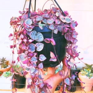 String Of Hearts Plant Live 4 Inches Pot, String Of Hearts Plant Live Hanging, Live String Of Hearts Plant, Succulent Plant Indoor