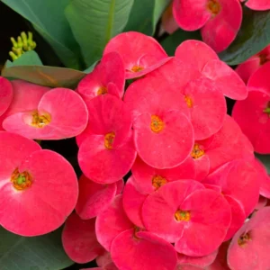 Crown Of Thorns Cactus Plant, Euphorbia Milii Plant, Rare Cactus Plant 4 Inches Pot