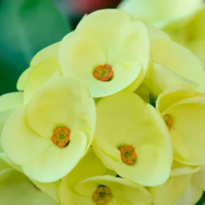 Crown Of Thorns Cactus Plant, Euphorbia Milii Plant, Rare Cactus Plant 4 Inches Pot