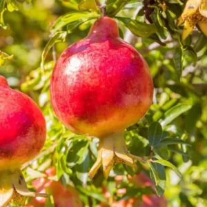 Pomegranate Tree Live Plant, 5 to 6 Inch Tall, Bareroot Pomegranate Plant, Pomegranate Fruit Tree,