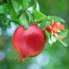 Pomegranate Plants Live, Pomegranate Bush, 5 to 6 Inch Tall, Bareroot Red Pomegranate Tree, Wonderful Pomegranate Tree