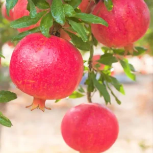 Pomegranate Plants Live, Pomegranate Bush, 5 to 6 Inch Tall, Bareroot Red Pomegranate Tree, Wonderful Pomegranate Tree