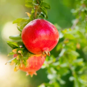 Pomegranate Tree Live Plant, 5 to 6 Inch Tall, Bareroot Pomegranate Plant, Pomegranate Fruit Tree,