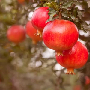 Pomegranate Plants Live, Pomegranate Bush, 5 to 6 Inch Tall, Bareroot Red Pomegranate Tree, Wonderful Pomegranate Tree