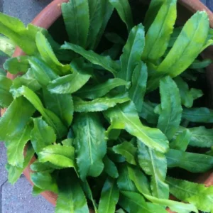 Pack 5 Culantro Plant Live, Recao Cilantro, Potted Culantro Plant Live Not Seeds for Planting Outdoors