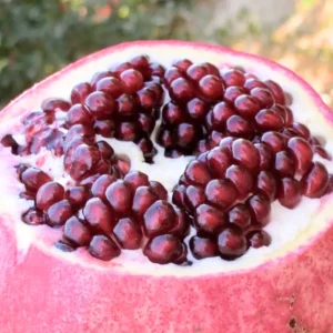 1 Pomegranate Plants Live, Pomegranate Bush, 5 to 6 Inch Tall, Well Rooted, Red Pomegranate Tree, Wonderful Pomegranate Tree