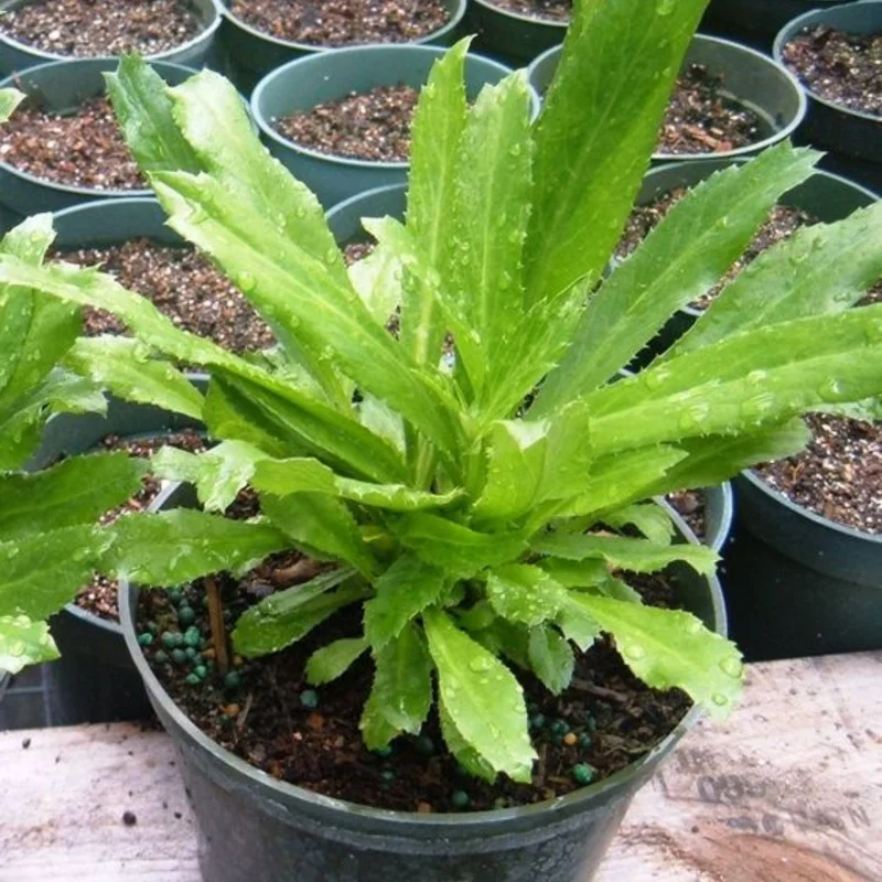 Pack 5 Culantro Plant Live, Recao Cilantro, Potted Culantro Plant Live Not Seeds for Planting Outdoors