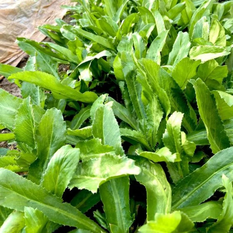 Pack 5 Culantro Plant Live, Recao Cilantro, Potted Culantro Plant Live Not Seeds for Planting Outdoors