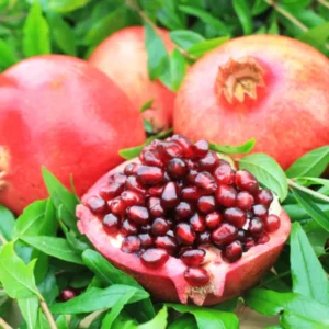 1 Pomegranate Plants Live, Pomegranate Bush, 5 to 6 Inch Tall, Well Rooted, Red Pomegranate Tree, Wonderful Pomegranate Tree