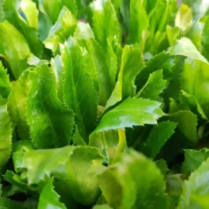 Pack 5 Culantro Plant Live, Recao Cilantro, Culantro Plant Live Not Seeds, 3.5 Inch Pot