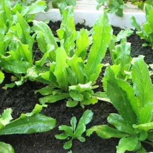 Pack 12 Culantro Plant Live, Recao Cilantro, Culantro Plant Live Not Seeds, 3.5 Inch