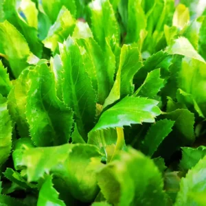 Pack 12 Culantro Plant Live, Recao Cilantro, Culantro Plant Live Not Seeds, 3.5 Inch