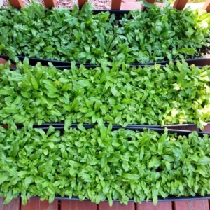 Pack 12 Culantro Plant Live, Recao Cilantro, Culantro Plant Live Not Seeds, 3.5 Inch