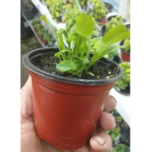 Pack 12 Culantro Plant Live, Recao Cilantro, Culantro Plant Live Not Seeds, 3.5 Inch