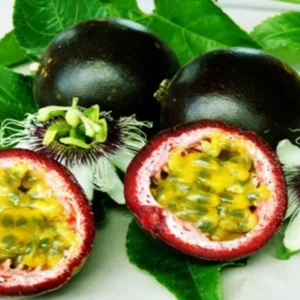 Passion Fruit Plant, 4 to 8 Inch Tall, Well Rooted, Passion Fruit Tree, Passion Fruit Tree Live Plant, Passionfruit Tree - Purple