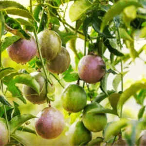 Passion Fruit Plant, 4 to 8 Inch Tall, Well Rooted, Passion Fruit Tree, Passion Fruit Tree Live Plant, Passionfruit Tree - Purple