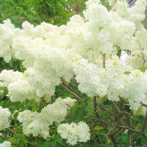 Lilac Plant Live for Growing - Perennial Flowers, 4-5 Inches Tall, Dormant Plant with No Leaves, Low Maintenance